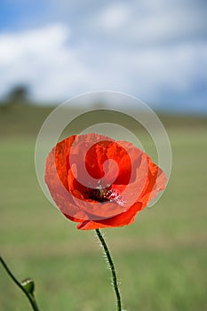 A Poppy Blooms on the South Downs