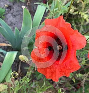 Poppy blossom