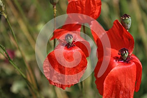 Poppy blossom. Green blurred background. Red petals. Stamen and pistil.