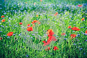 Poppy and blue centaury flowers field in summer.