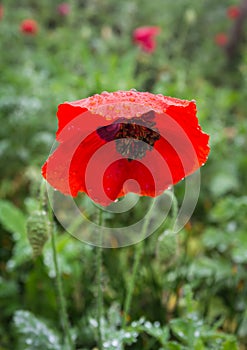 Poppy bright colors after rain