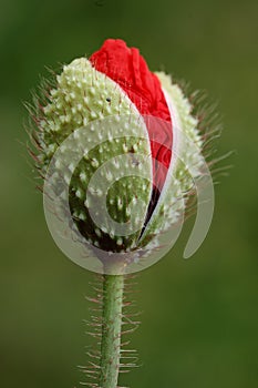 Poppy bud