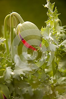 Poppy Bud