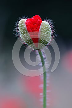 Poppy bud