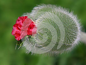 Poppy bud