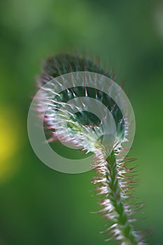 Poppy bud