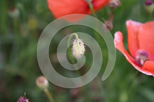 Poppy bud close-up. Red blossoms. Meadow in background. Seed head.