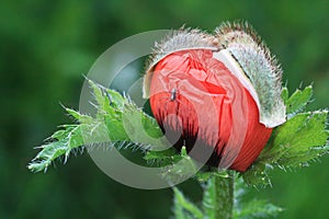 poppy bud close-up, spider on a flower