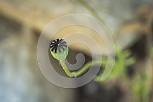 A poppy bud in the early morning