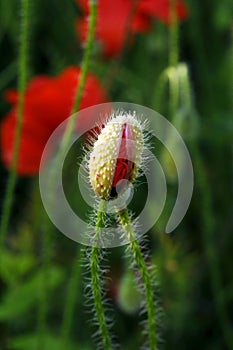 Poppy Bud in a Field