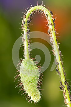 Poppy bud full of lice