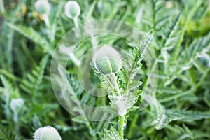 Poppy bud on green blurred background. Young plant. Spring sunny day in the botanical garden. Selective focus. Close-up