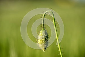 Poppy bud in his prime. the flower is odorless