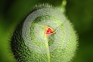 Poppy bud macro