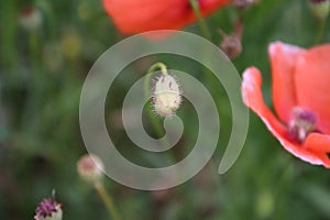 Poppy bud photo. Red blossom. Green background. Seed head.