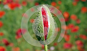 Poppy flower bud photo