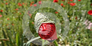 Poppy flower bud photo