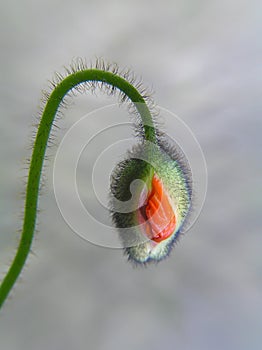 Poppy bud with stalk