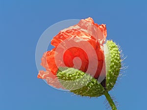 Poppy bud with stalk