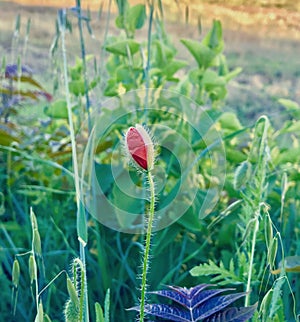 Poppy bud