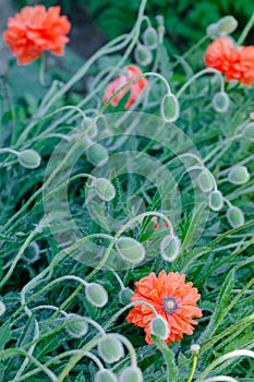 Poppy buds and flowers in bloom springtime vibrant colourful red and orange natural plant