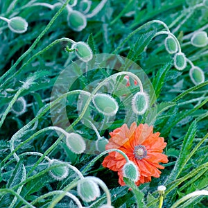 Poppy buds and flowers in bloom springtime vibrant colourful red and orange natural plant