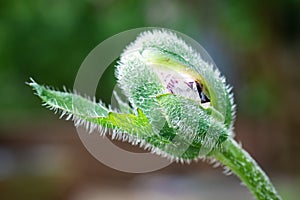 Poppy Bulb with Water