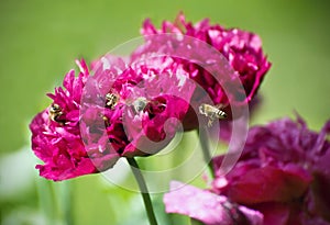 Poppy called Purple Peony with bees pollinating flower.