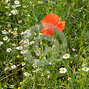 Poppy and camomile flowering in summer field. Redorange poppy flower - Papaver rhoeas - in summer meadow