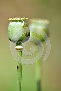 Poppy capsules