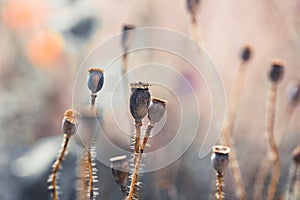 Poppy capsules close up