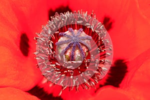 Poppy. the central part of the flower. ripening