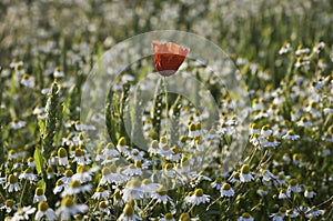 Poppy and chamomile