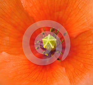 Poppy close-up