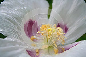 Poppy close-up on the pistils and stamens.