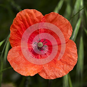 Poppy