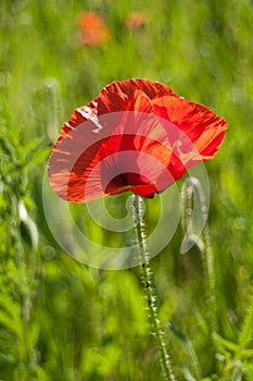 Poppy