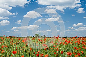 Poppy and clouds