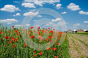 Poppy, clouds and arable field