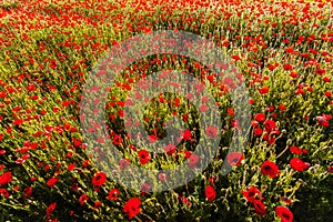 Poppy colored field