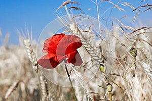 Poppy in the corn