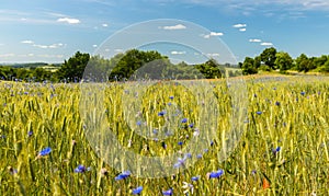 Poppy and corn flowers