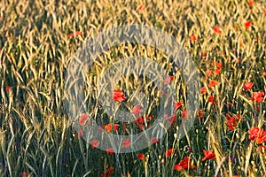 Poppy in cornfield