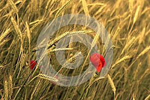 Poppy in cornfield