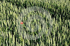 Poppy in a cornfield