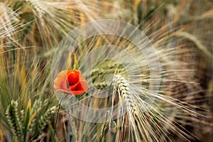 Poppy in the cornfield