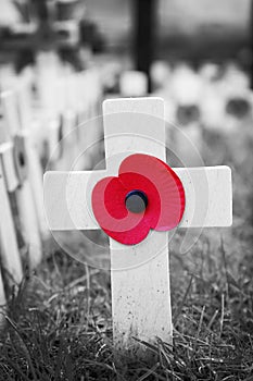 Poppy Cross, Remembrance day display