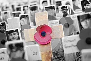 Poppy Cross, Remembrance day display