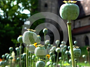 poppy crown caps