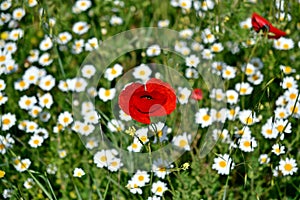 A poppy among daisies